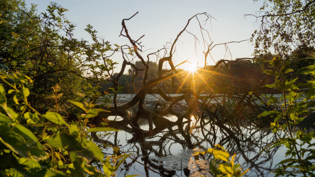 Tree water sunlight autumn branches free wallpaper for desktop - medium preview image