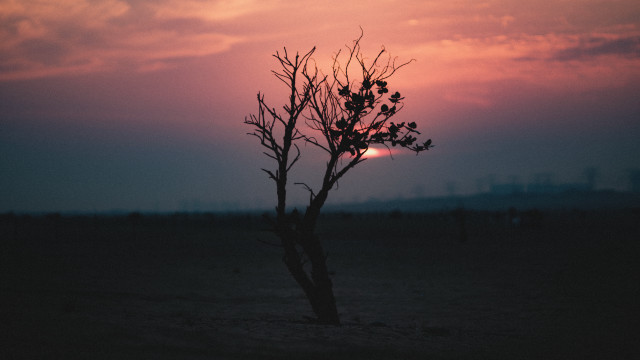 Lone tree sunset clouds mountains free wallpaper for desktop - medium preview image