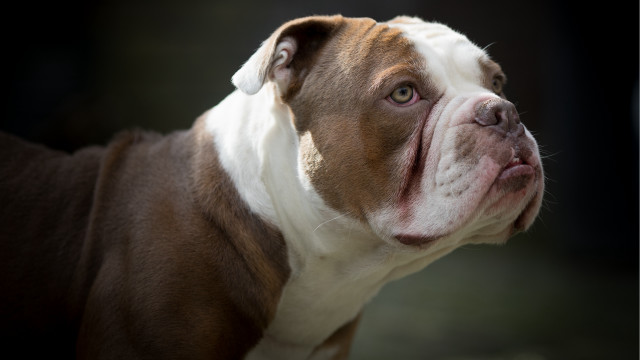 Shiba inu brown white face free wallpaper for desktop - medium preview image