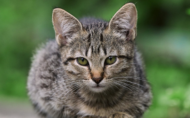 Serious green eyed cat outdoor free wallpaper for desktop - medium preview image