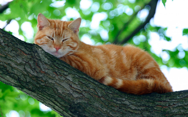 Cat sleeping branch orange nature free wallpaper for desktop - medium preview image