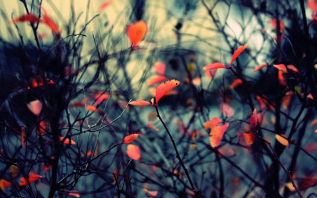 Red leaves blurry background autumn #2 free wallpaper for desktop - medium preview image