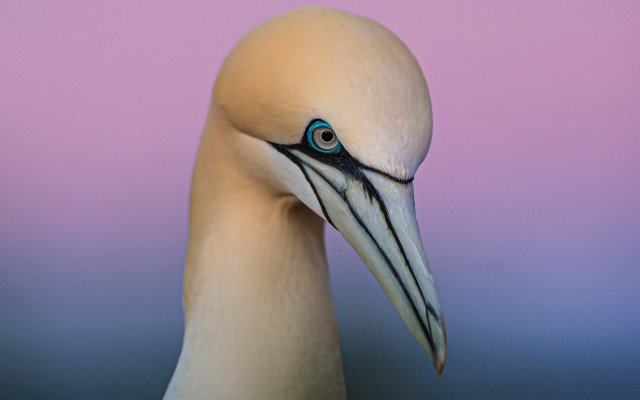 Blue eyed bird long beak free wallpaper for desktop - medium preview image