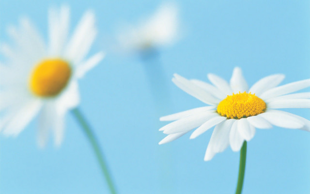 Daisies blue sky yellow white free wallpaper for desktop - medium preview image