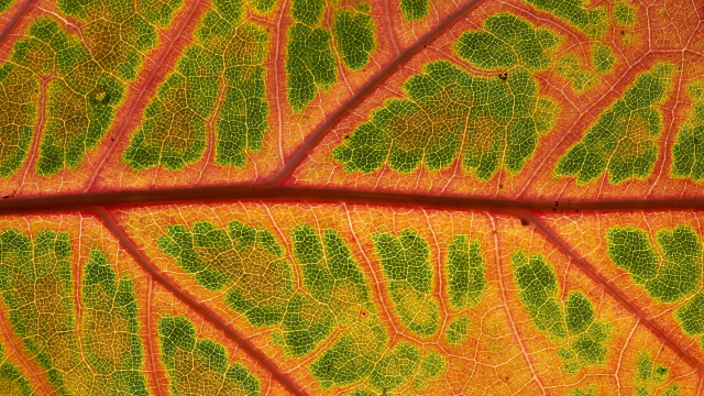 Leaf yellow red green macro free wallpaper for desktop - medium preview image