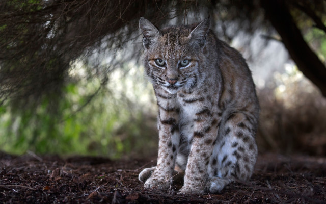 Small lynx woods nature blurry free wallpaper for desktop - medium preview image
