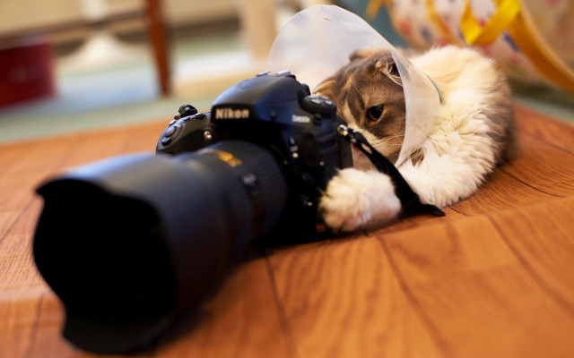 Cat camera plastic bag macro free wallpaper for desktop - medium preview image
