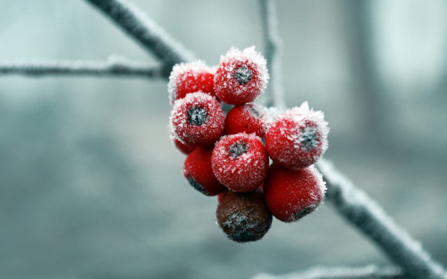 Berries snow ice branch macro free wallpaper for desktop - medium preview image