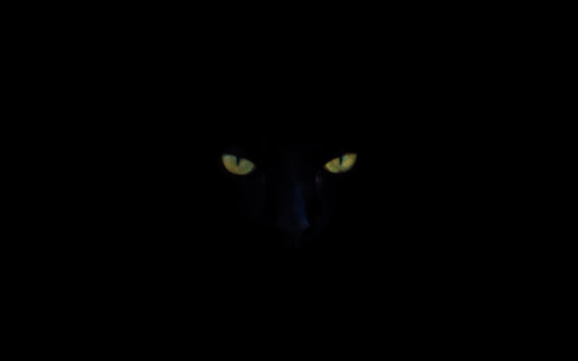 Black cat glowing eyes serious free wallpaper for desktop - medium preview image