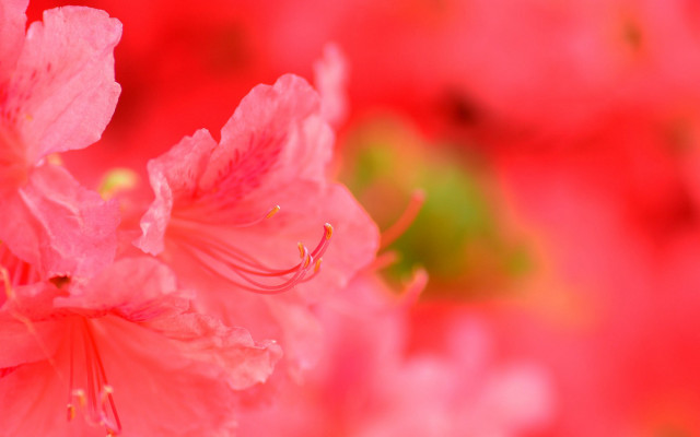 Pink flowers green background macro free wallpaper for desktop - medium preview image