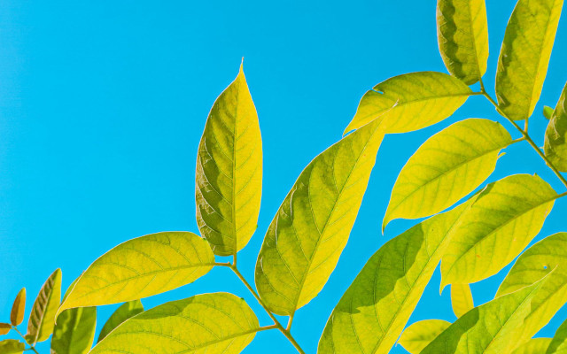 Leafy tree blue sky clouds free wallpaper for desktop - medium preview image