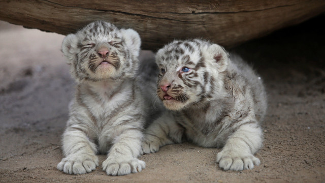 White tiger cubs log rock free wallpaper for desktop - medium preview image