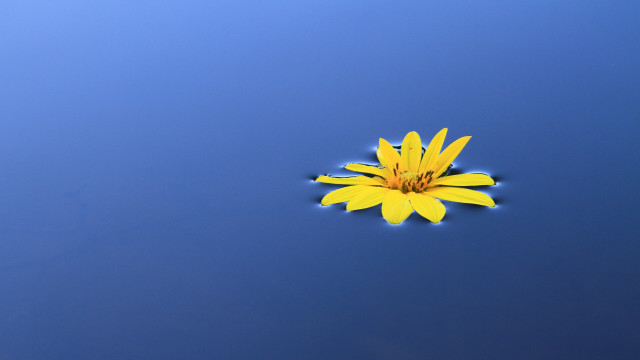 Yellow flower blue sky clouds #2 free wallpaper for desktop - medium preview image