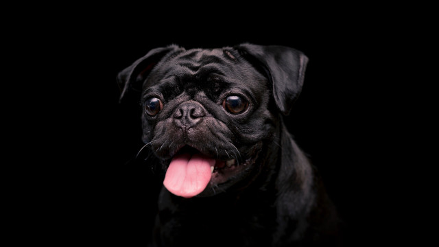 Black pug tongue out portrait free wallpaper for desktop - medium preview image