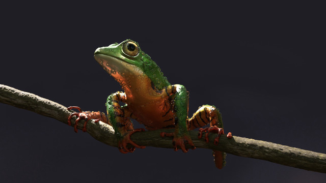 Frog branch open eyes dark free wallpaper for desktop - medium preview image