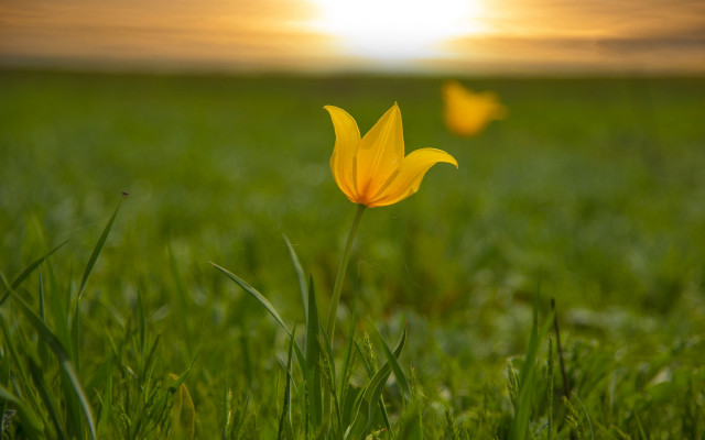 Yellow flower sunset grass nature free wallpaper for desktop - medium preview image