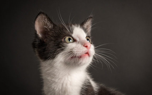 Black white cat sad eyes free wallpaper for desktop - medium preview image