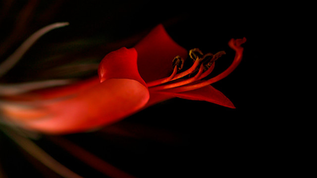 Red flower black background blurry free wallpaper for desktop - medium preview image