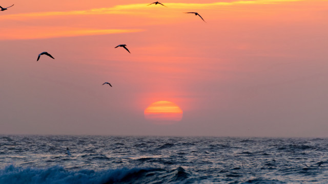Birds ocean sunset wave beach free wallpaper for desktop - medium preview image