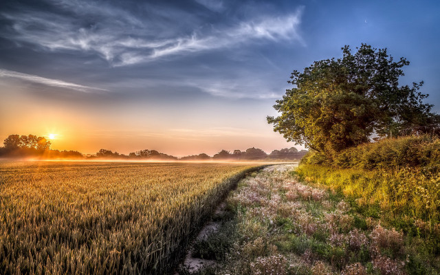 Sunset field tree path nature free wallpaper for desktop - medium preview image