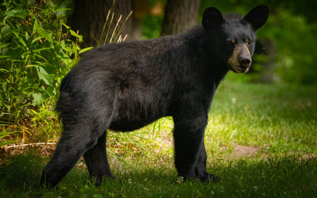 Black bear woods nature grass free wallpaper for desktop - medium preview image