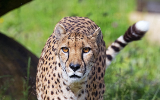 Cheetah grassy background bokeh depth free wallpaper for desktop - medium preview image