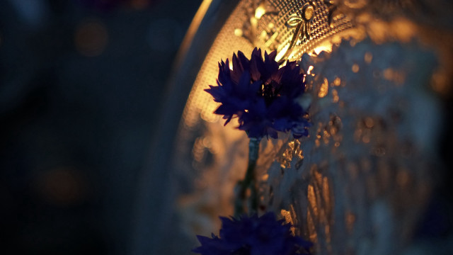 Vase flowers light bokeh blurry free wallpaper for desktop - medium preview image