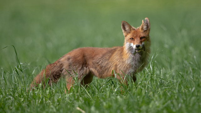 Red fox grassy field open free wallpaper for desktop - medium preview image