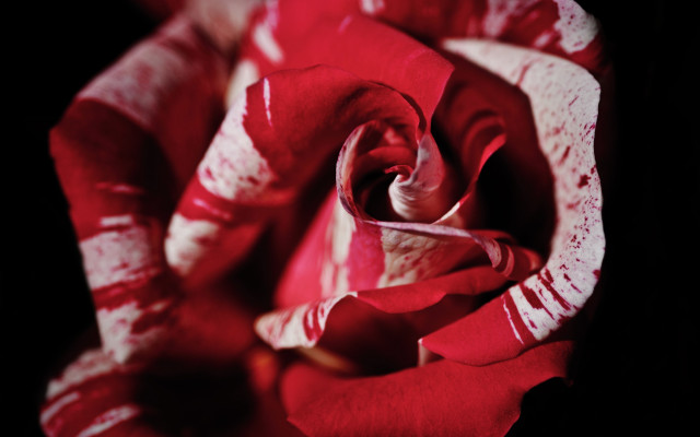 Red rose white stripes dark free wallpaper for desktop - medium preview image