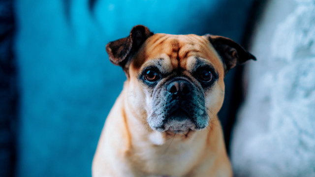 Sad dog on couch institutional free wallpaper for desktop - medium preview image