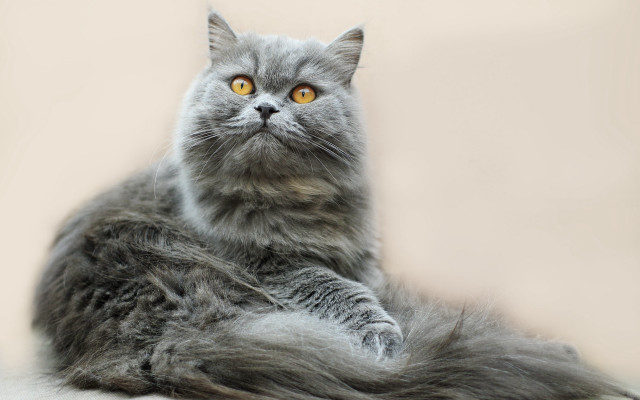 Gray cat yellow eyes curious #5 free wallpaper for desktop - medium preview image