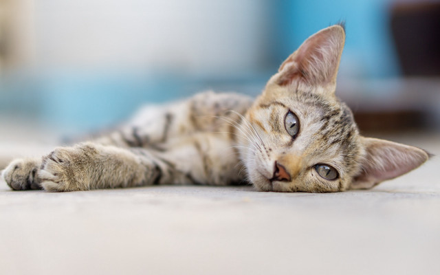 Cat shiba tiger focus blurry free wallpaper for desktop - medium preview image