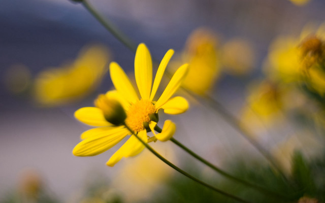 Yellow flower bokeh macro sunset free wallpaper for desktop - medium preview image
