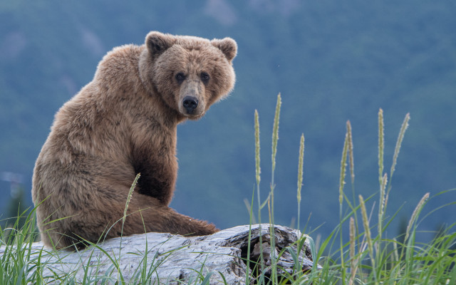 Brown bear rock field tall free wallpaper for desktop - medium preview image
