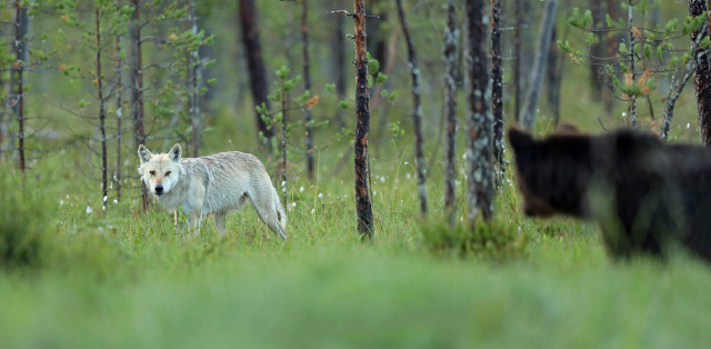 Wolf bear forest nature scene free wallpaper for desktop - medium preview image