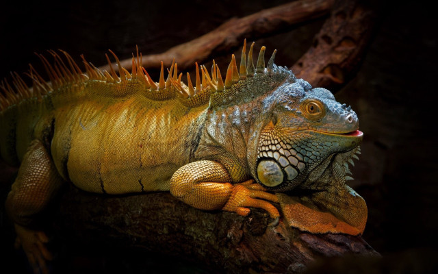 Large lizard spikes branch dark free wallpaper for desktop - medium preview image