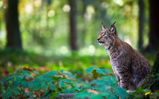 Lynx woods nature bokeh focus free wallpaper for desktop - medium preview image