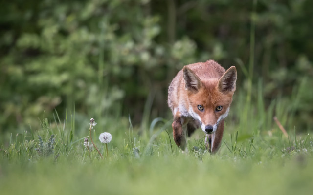 Fox grass woods dandelion sharp free wallpaper for desktop - medium preview image