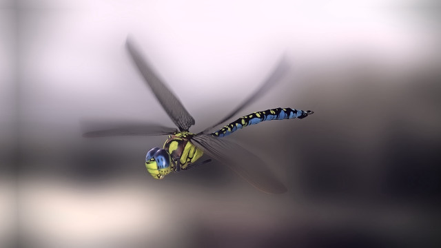 Blue yellow dragonfly airbrush helmet free wallpaper for desktop - medium preview image