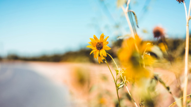 Sunflower field road blue sky free wallpaper for desktop - medium preview image