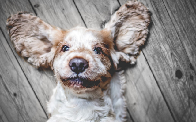 Funny dog blurry shiba inu free wallpaper for desktop - medium preview image