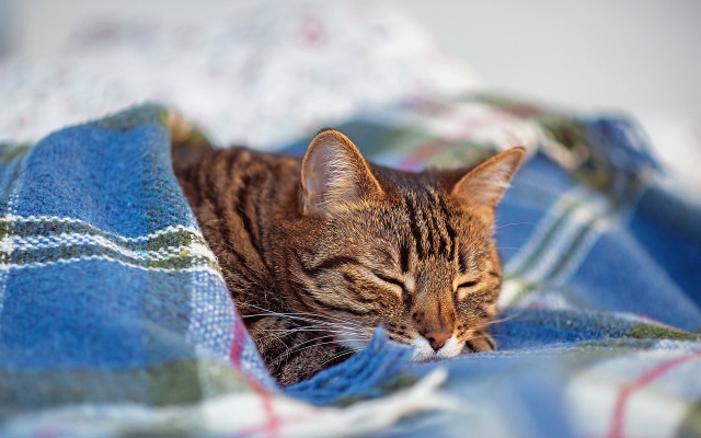 Cat sleeping blanket outdoors blurry free wallpaper for desktop - medium preview image
