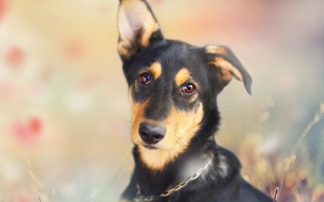 Dog sitting flower field sad free wallpaper for desktop - medium preview image