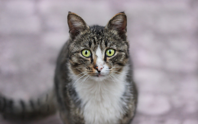 Black cat green eyes blurry #2 free wallpaper for desktop - medium preview image