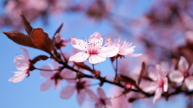 Pink cherry blossoms blue sky #4 free wallpaper for desktop - medium preview image