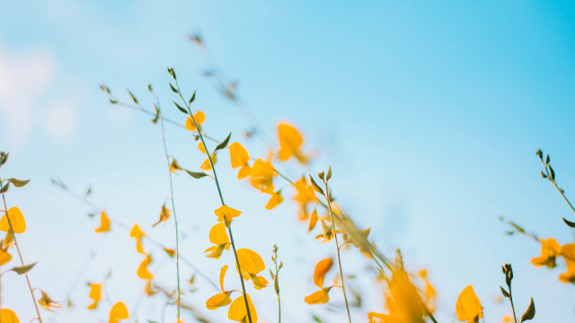 Yellow flowers grass blue sky free wallpaper for desktop - medium preview image