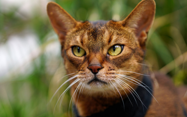 Cat black collar bokeh photorealistic free wallpaper for desktop - medium preview image