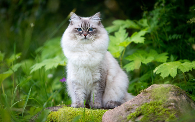 Cat rock grass blue eyes free wallpaper for desktop - medium preview image