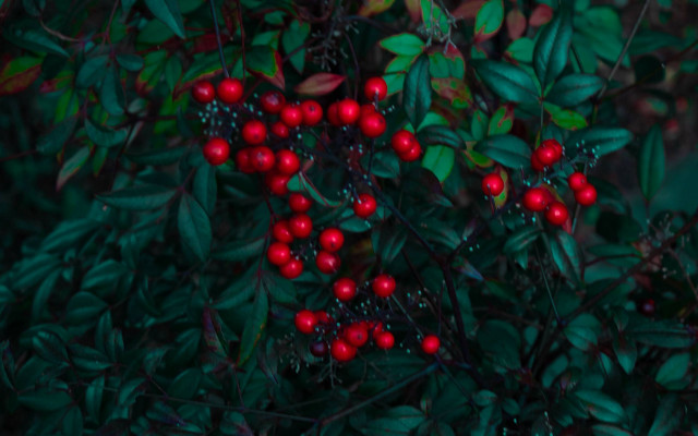 Red berry bush red bird free wallpaper for desktop - medium preview image
