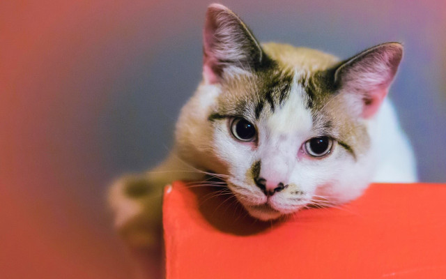 Sad cat red box photorealistic free wallpaper for desktop - medium preview image